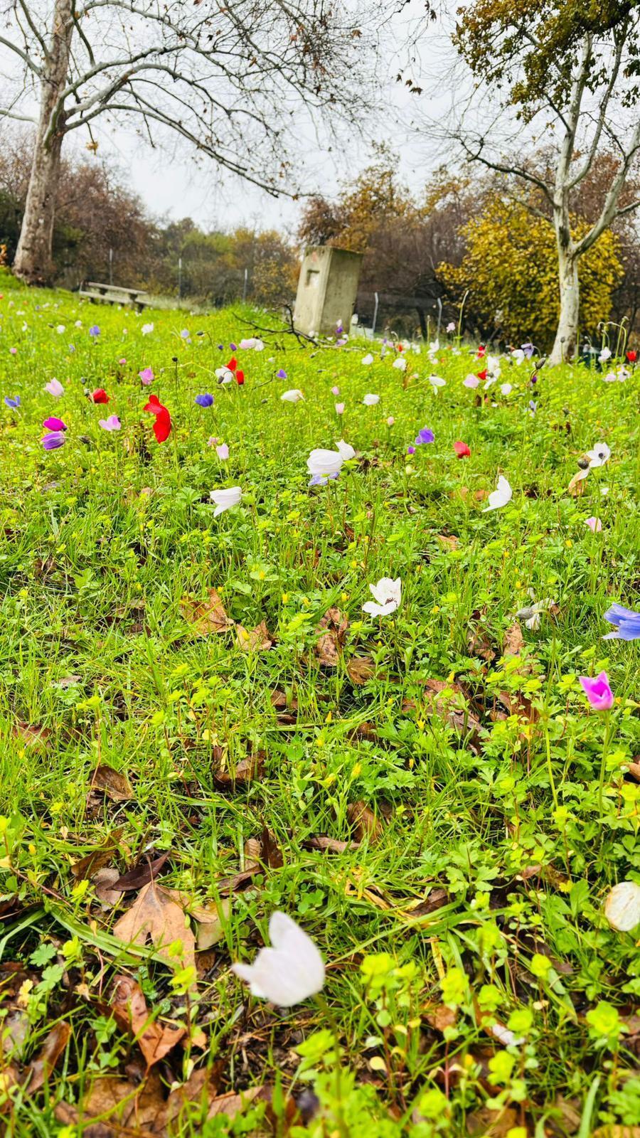 الطقس الربيعي ينعش السياحة الطبيعية: حورشات تل - חורשת טל 