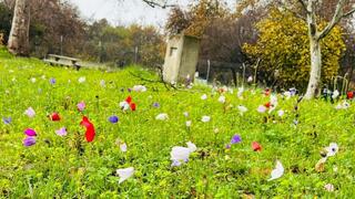 الطقس الربيعي ينعش السياحة الطبيعية: حورشات تل - חורשת טל 