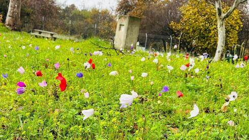 الطقس الربيعي ينعش السياحة الطبيعية: حورشات تل - חורשת טל 