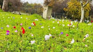 الطقس الربيعي ينعش السياحة الطبيعية: حورشات تل - חורשת טל 