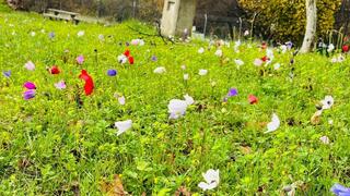 الطقس الربيعي ينعش السياحة الطبيعية: حورشات تل - חורשת טל 