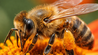 نحل صورة توضيحية