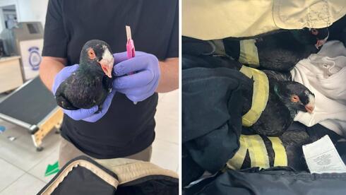 إحباط تهريب طيور نادرة من الأردن إلى داخل إسرائيل واعتقال مشتبه