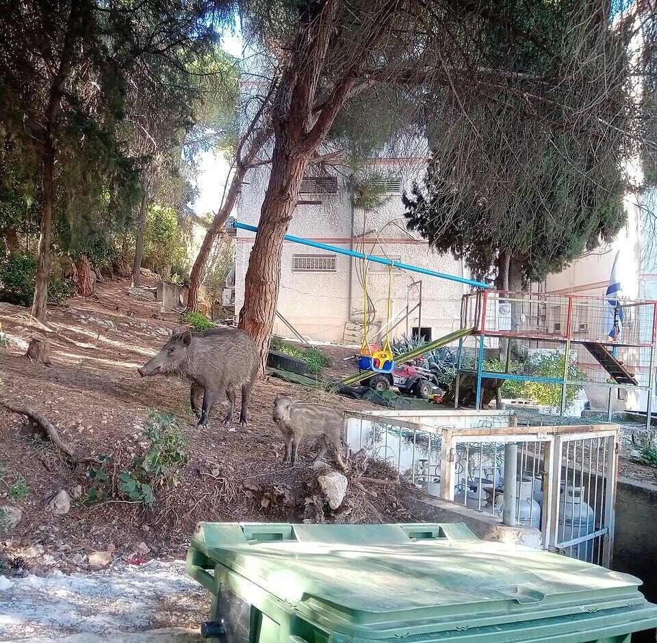 خنازير تتجول في حيفا