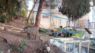 خنازير تتجول في حيفا