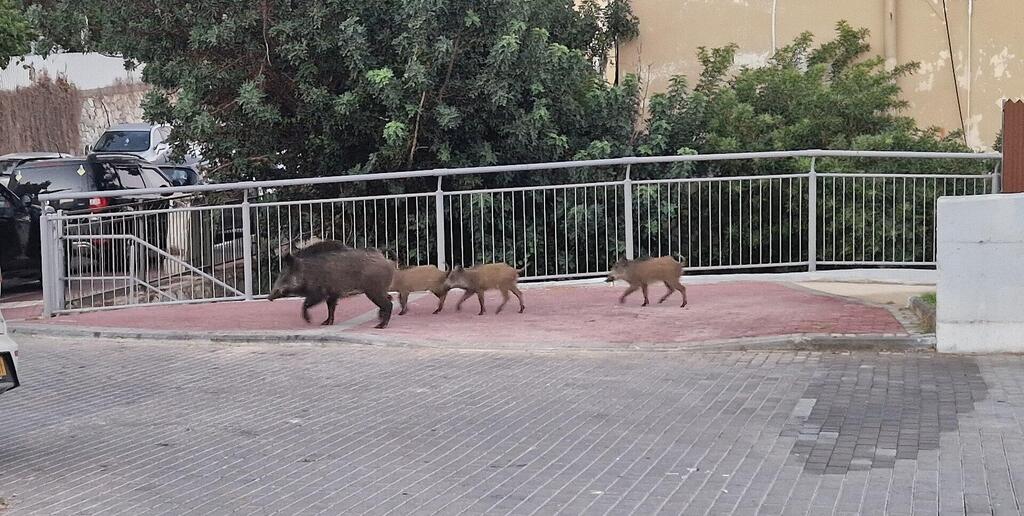 خنازير تتجول في حيفا
