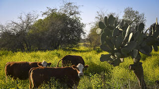 طبيعة البلاد صورة عامة