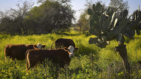 طبيعة البلاد صورة عامة