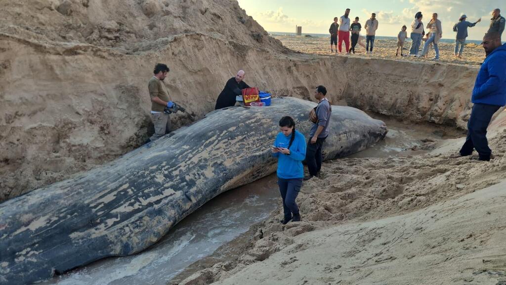 حوت مهدد بالانقراض يلفظ أنفاسه على شاطئ زيكيم