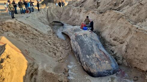 حوت مهدد بالانقراض يلفظ أنفاسه على شاطئ زيكيم