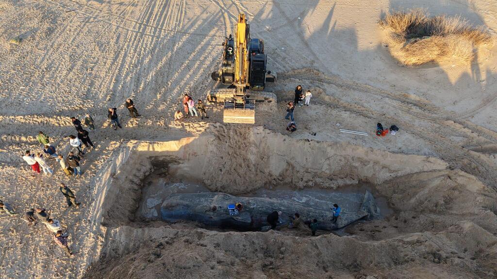 حوت مهدد بالانقراض يلفظ أنفاسه على شاطئ زيكيم