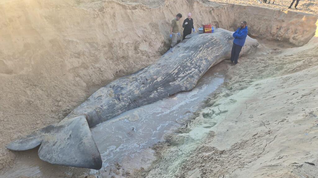 حوت مهدد بالانقراض يلفظ أنفاسه على شاطئ زيكيم