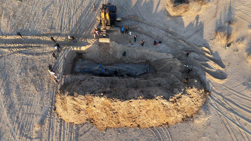 حوت مهدد بالانقراض يلفظ أنفاسه على شاطئ زيكيم