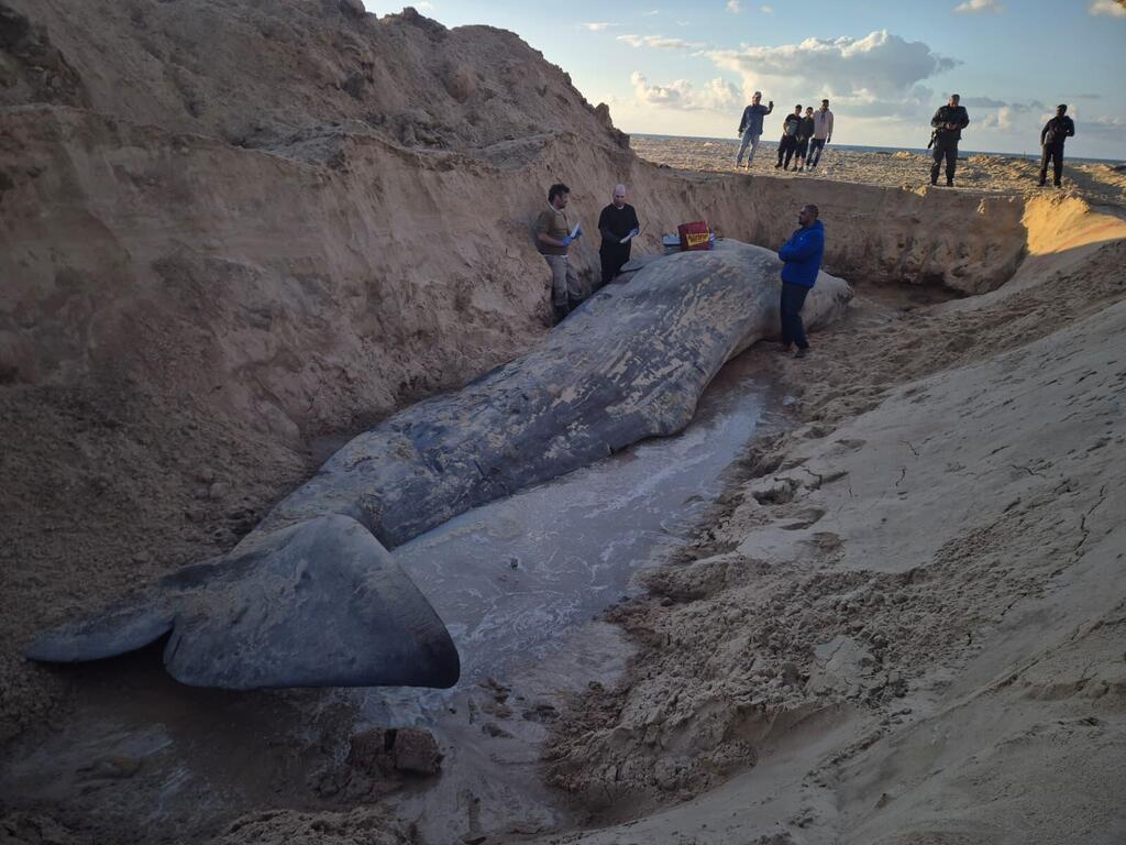 حوت مهدد بالانقراض يلفظ أنفاسه على شاطئ زيكيم