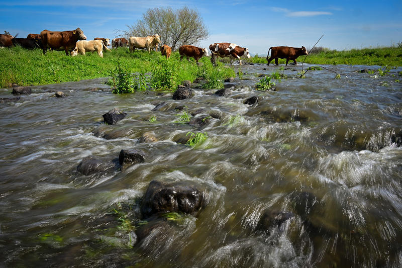 من هضبة الجولان