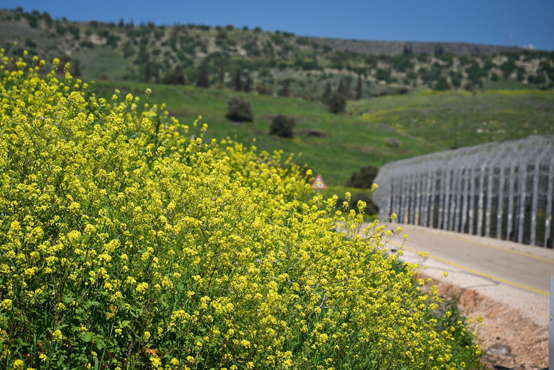 من هضبة الجولان