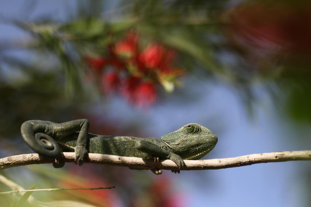 زواحف (فلاش 90) زواحف