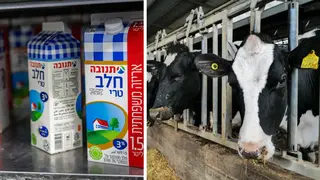الحليب