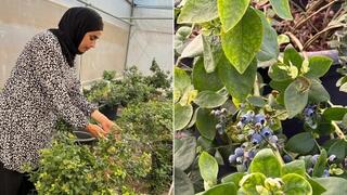 أماني أبو نعيم: نجحنا في إنتاج التوت الأزرق محليًا وسنوفره بكميات أكبر