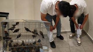 محاولة تهريب غريبة عبر جسر اللنبي