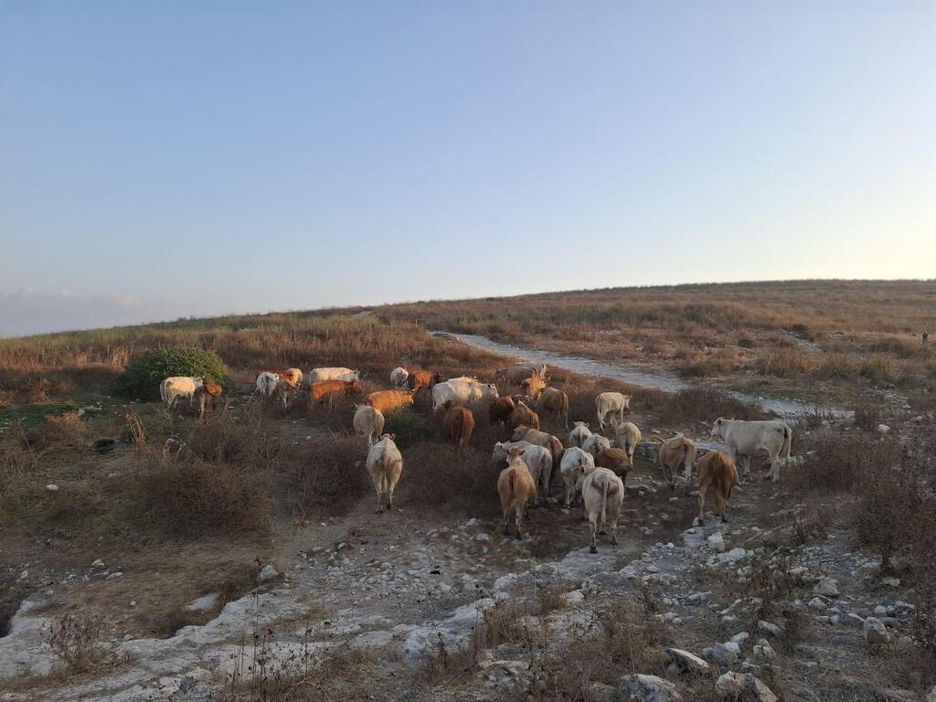 ضبط نحو 80 رأسًا من الأبقار قرب أم الفحم (الشرطة) ضبط نحو 80 رأسًا من الأبقار قرب أم الفحم