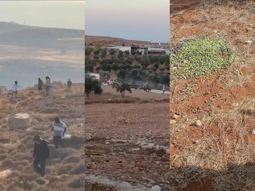 تصاعد الاعتداءات خلال موسم قطف الزيتون في الضفة الغربية (وفق البند 27 أ) تصاعد الاعتداءات خلال موسم قطف الزيتون في الضفة الغربية
