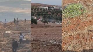 تصاعد الاعتداءات خلال موسم قطف الزيتون في الضفة الغربية